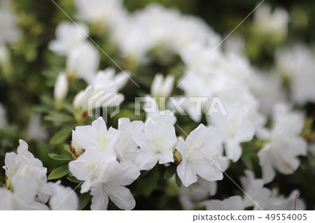 a plant genus from the family of heather plants a plant genus from the family of heather plants 49554005