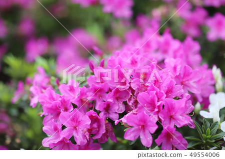 a plant genus from the family of heather plants 49554006