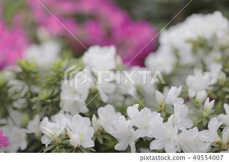 a plant genus from the family of heather plants a plant genus from the family of heather plants 49554007