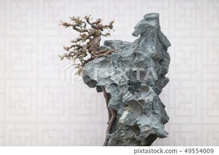 Bonsai and Penjing landscape with miniature Bonsai and Penjing landscape with miniature 49554009