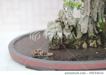 Bonsai and Penjing landscape with miniature Bonsai and Penjing landscape with miniature 49554010