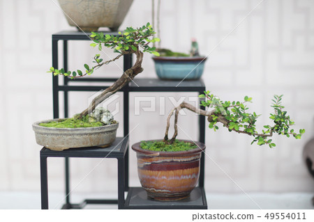 Bonsai and Penjing landscape with miniature Bonsai and Penjing landscape with miniature 49554011