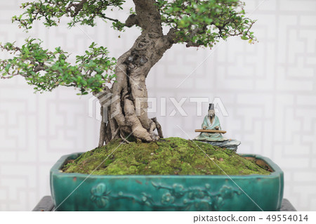 Bonsai and Penjing landscape with miniature 49554014