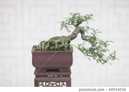 Bonsai and Penjing landscape with miniature Bonsai and Penjing landscape with miniature 49554016