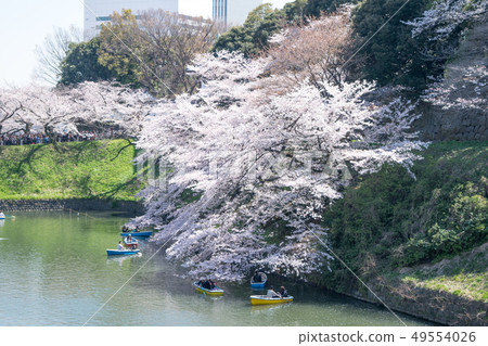 Sakura in full bloom in Chidori-gabuchi, Tokyo 49554026
