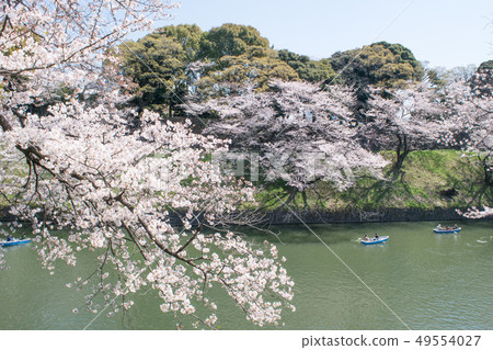Sakura in full bloom in Chidori-gabuchi, Tokyo 49554027