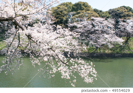 櫻花在千代gabuchi,東京盛開 櫻花在千代gabuchi,東京盛開 49554029