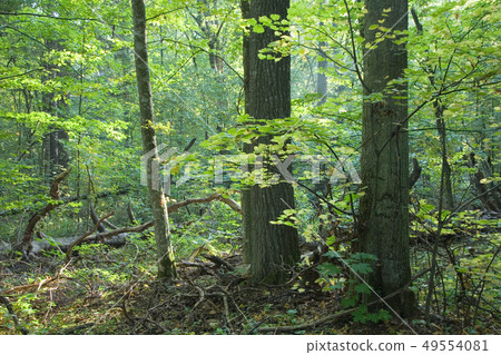 Linden tree branches illuminated by morning light 49554081