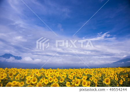 sunflower sunflower 49554244