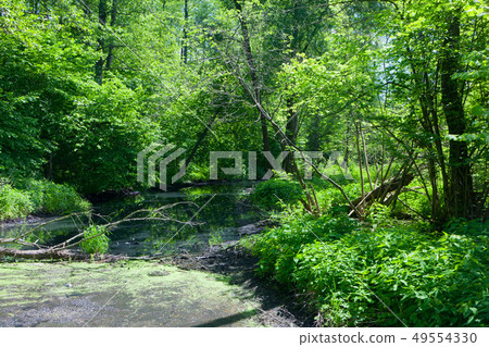 Natural Lesna river in summer midday Natural Lesna river in summer midday 49554330