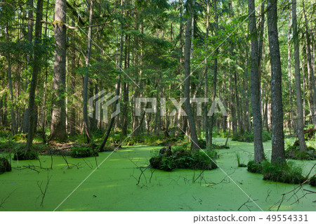 Natural stand of Bialowieza Forest with standing Natural stand of Bialowieza Forest with standing 49554331