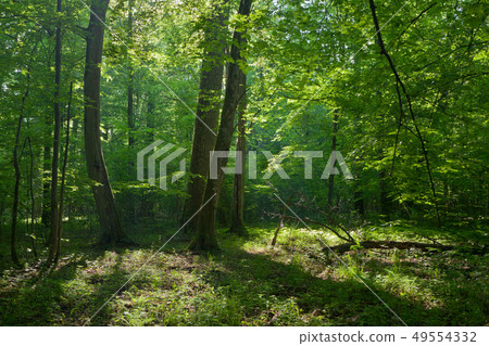 Old oaks and hornbeams tree in summer deciduous Old oaks and hornbeams tree in summer deciduous 49554332