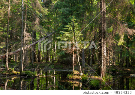 Natural stand of Bialowieza Forest with standing Natural stand of Bialowieza Forest with standing 49554333