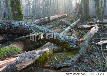 Moss and lichen wrapped tree parts Moss and lichen wrapped tree parts 49554351