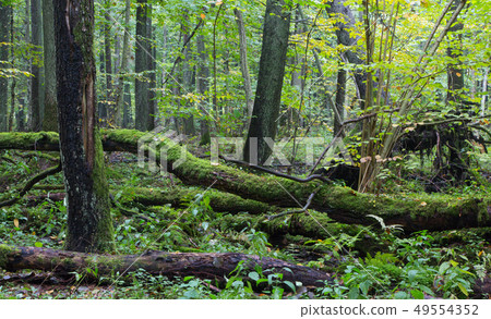 Old oak tree and water in late fall forest Old oak tree and water in late fall forest 49554352