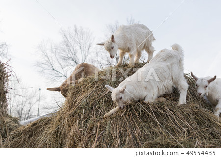 goat with small goats eat and stand on a haystack 49554435