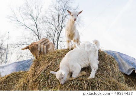 goat with small goats eat and stand on a haystack 49554437