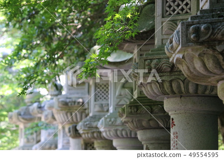 Fresh green 49554595