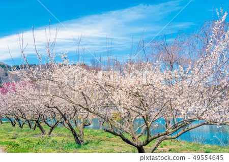 White plum blossoms in Rakukaku Baien, Nagano City, Nagano Prefecture White plum blossoms in Rakukaku Baien, Nagano City, Nagano Prefecture 49554645