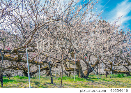 White plum blossoms in Rakukaku Baien, Nagano City, Nagano Prefecture White plum blossoms in Rakukaku Baien, Nagano City, Nagano Prefecture 49554646