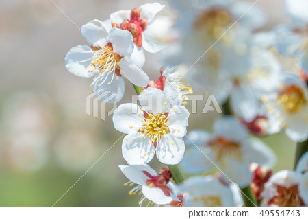 White plum blossoms in Rakukaku Baien, Nagano City, Nagano Prefecture White plum blossoms in Rakukaku Baien, Nagano City, Nagano Prefecture 49554743