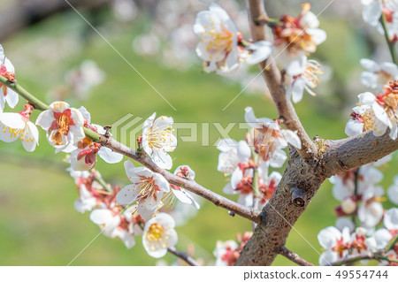 White plum blossoms in Rakukaku Baien, Nagano City, Nagano Prefecture White plum blossoms in Rakukaku Baien, Nagano City, Nagano Prefecture 49554744