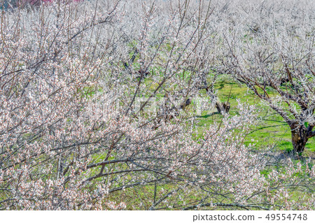White plum blossoms in Rakukaku Baien, Nagano City, Nagano Prefecture 49554748