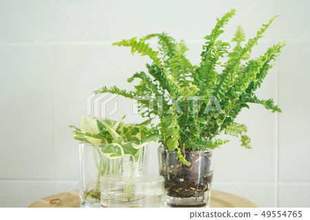 波士頓蕨 波士頓蕨 49554765