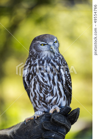 Barking Owl Barking Owl 49554766