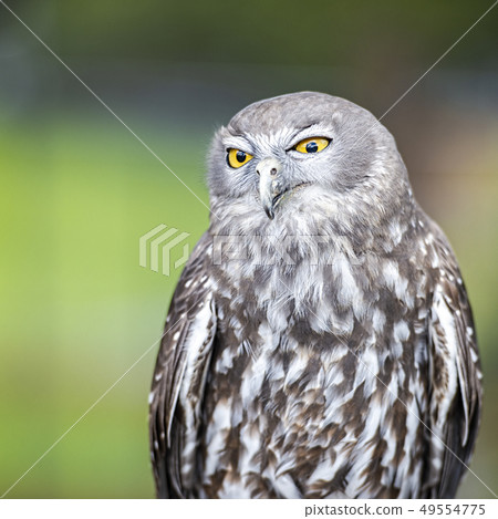Barking Owl 49554775