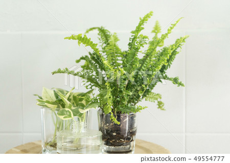 Boston Fern 49554777