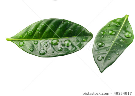 Citrus leaves with drops isolated on a white Citrus leaves with drops isolated on a white 49554917