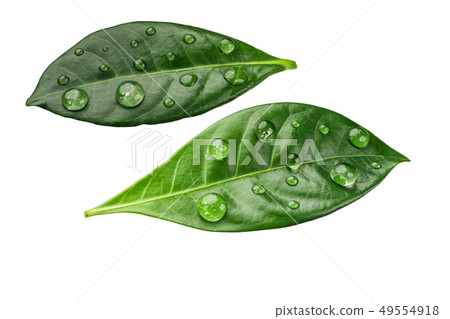 Citrus leaves with drops isolated on a white 49554918