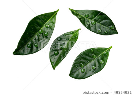 Citrus leaves with drops isolated on a white 49554921
