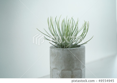 Air pineapple Air pineapple 49554945