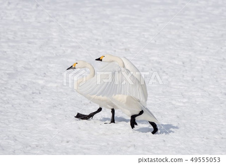 Two butterflies of the lake Kutcharo Hamatonbetsu Two butterflies of the lake Kutcharo Hamatonbetsu 49555053
