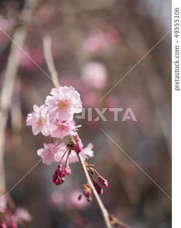 死棕色櫻桃樹 49555106