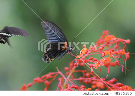 Butterfly in nature. Butterfly. Nature at hk 49555190