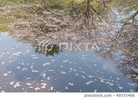 附屬自然教育園的Somei Yoshino 49555466