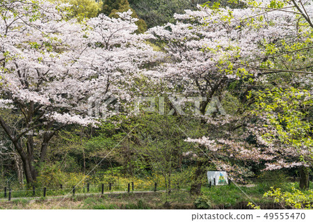 附屬自然教育園的Somei Yoshino 附屬自然教育園的Somei Yoshino 49555470