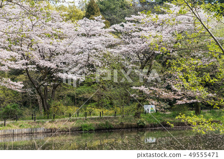 附屬自然教育園的Somei Yoshino 附屬自然教育園的Somei Yoshino 49555471