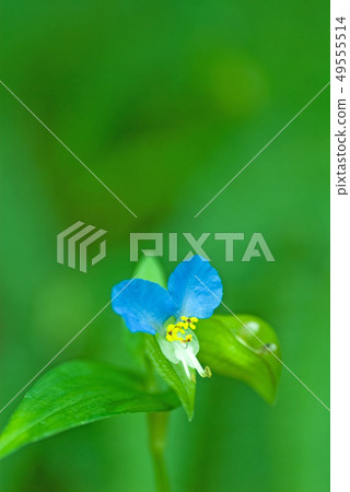 野草Tsuyukusa（學名Commelina communis） 49555514
