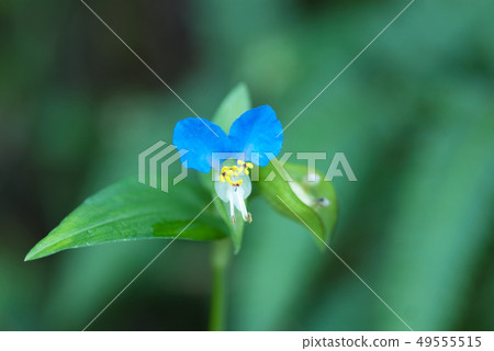 野草Tsuyukusa(學名Commelina communis) 野草Tsuyukusa(學名Commelina communis) 49555515