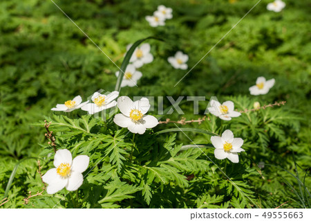 Ichirinso of attached nature education garden 49555663