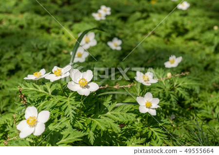 Ichirinso of attached nature education garden 49555664