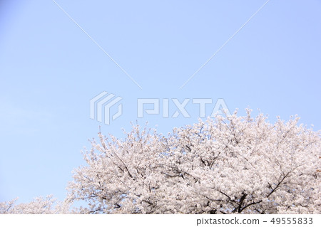 Cherry blossoms and blue sky 49555833