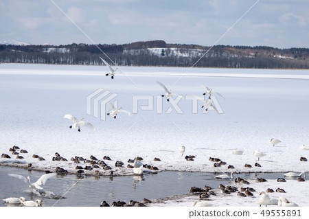 Lake Kutcharo Hamatonbetsucho in early spring 49555891