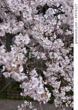 Bamboo cherry blossoms of Kyoto Miyuki Konoe Residence Bamboo cherry blossoms of Kyoto Miyuki Konoe Residence 49556227