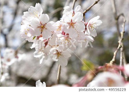 Bamboo cherry blossoms of Kyoto Miyuki Konoe Residence Bamboo cherry blossoms of Kyoto Miyuki Konoe Residence 49556229