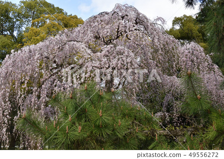 Bamboo cherry blossoms at Kyoto gyoen exit 49556272